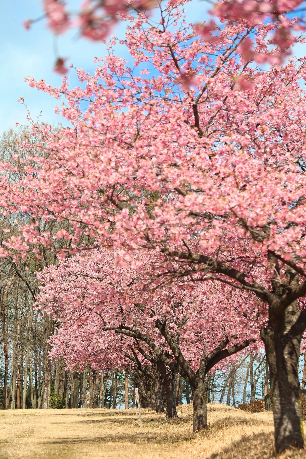 Karasugamori park