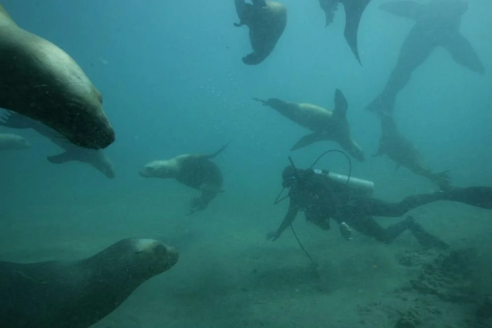 Goos Ballenas