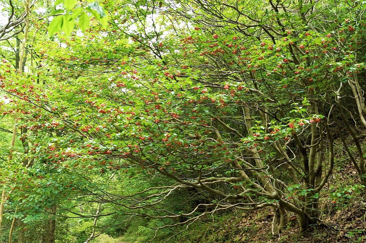 Kaigakedani Rhododendron Plants