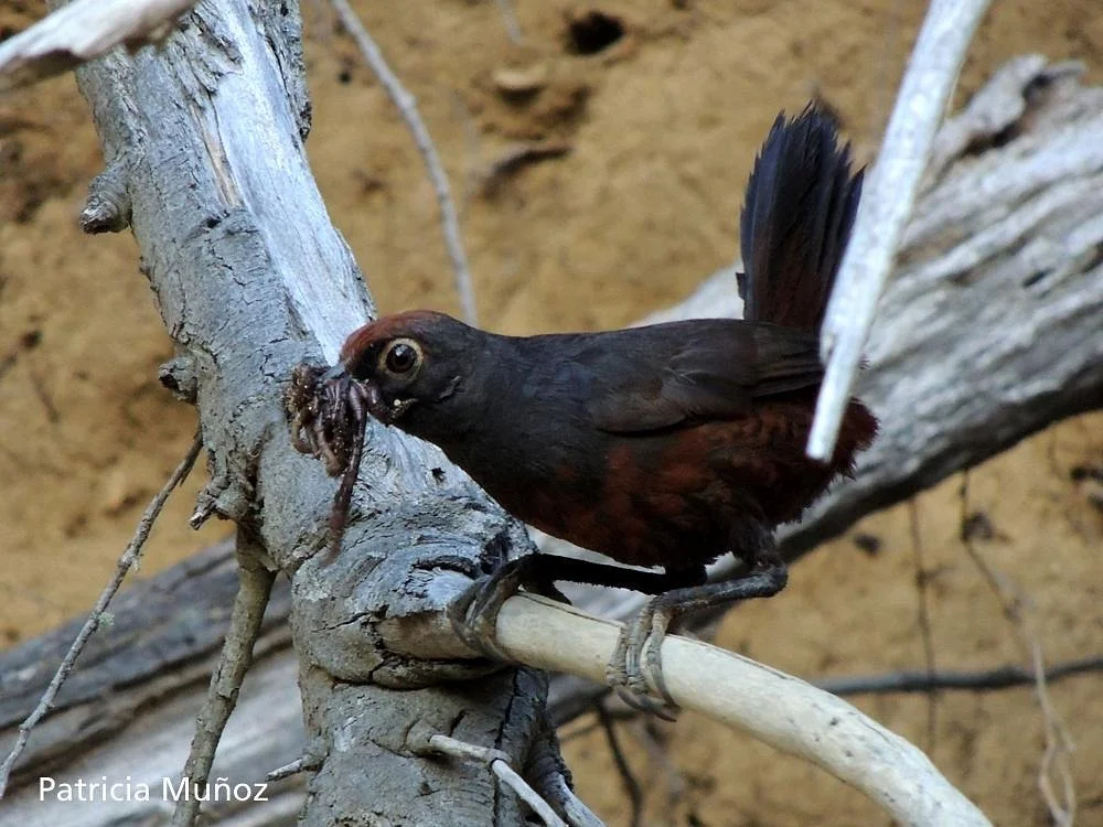 Birding Patagonia