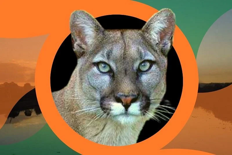 Toca da Onça Agência de Ecoturismo