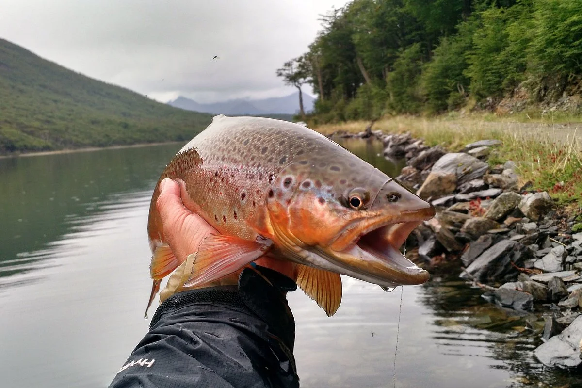 "FAT FLY" Ushuaia Fishing