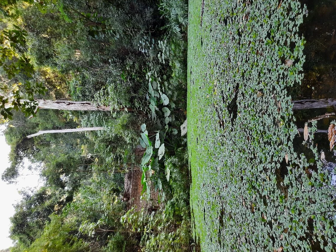 Parque Ecologico Do Matao