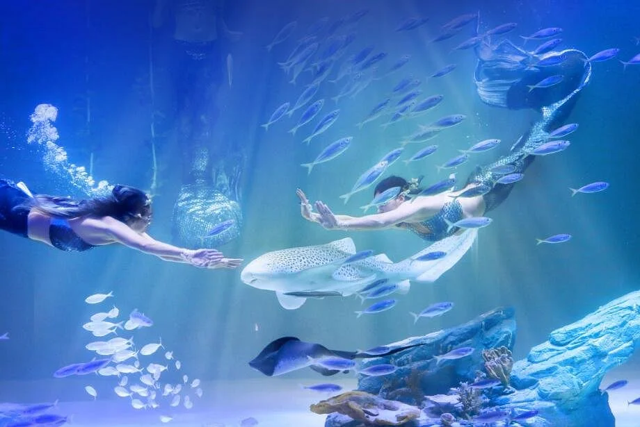 Alive Aquarium Daegu