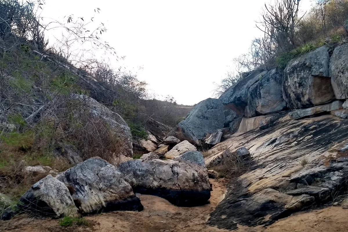 Canios do Macapa