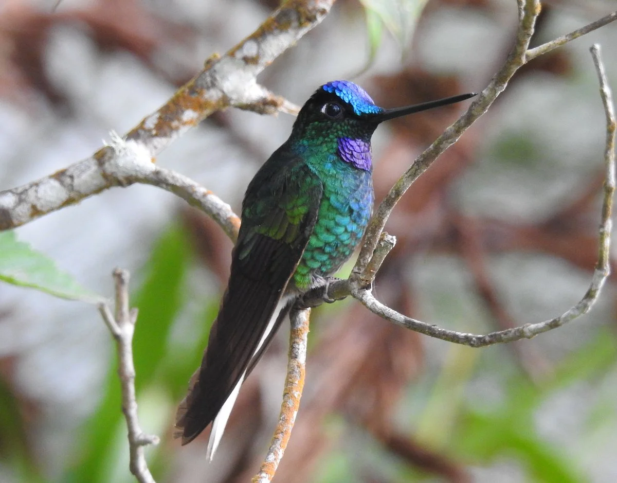 Tayrona Birding Nature Guides