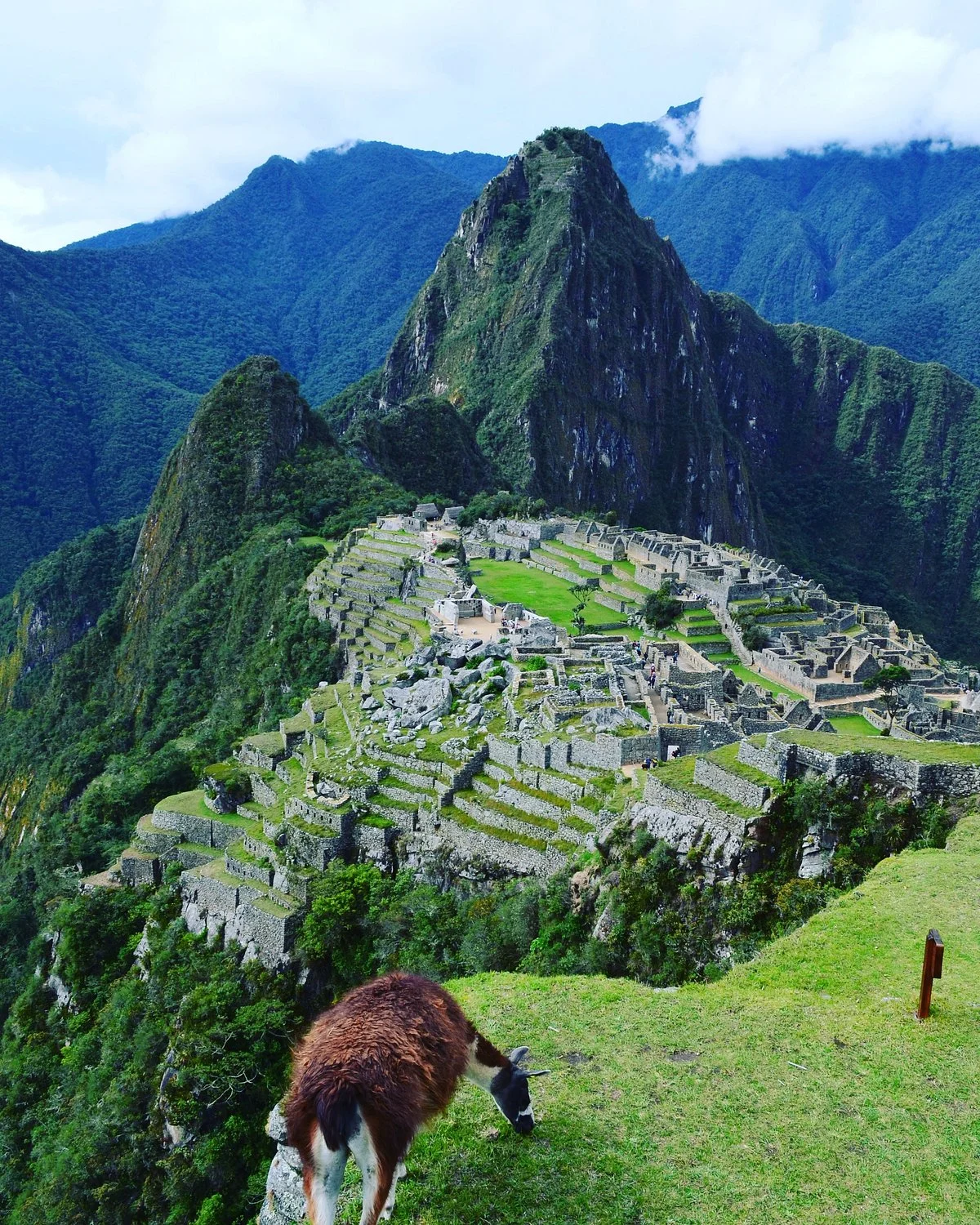 Machupicchu Golden