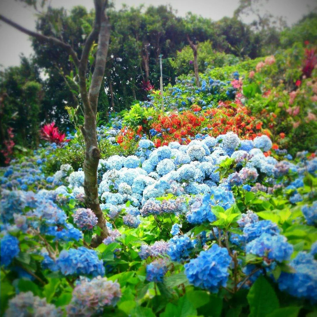 Yohena Ajisai Park