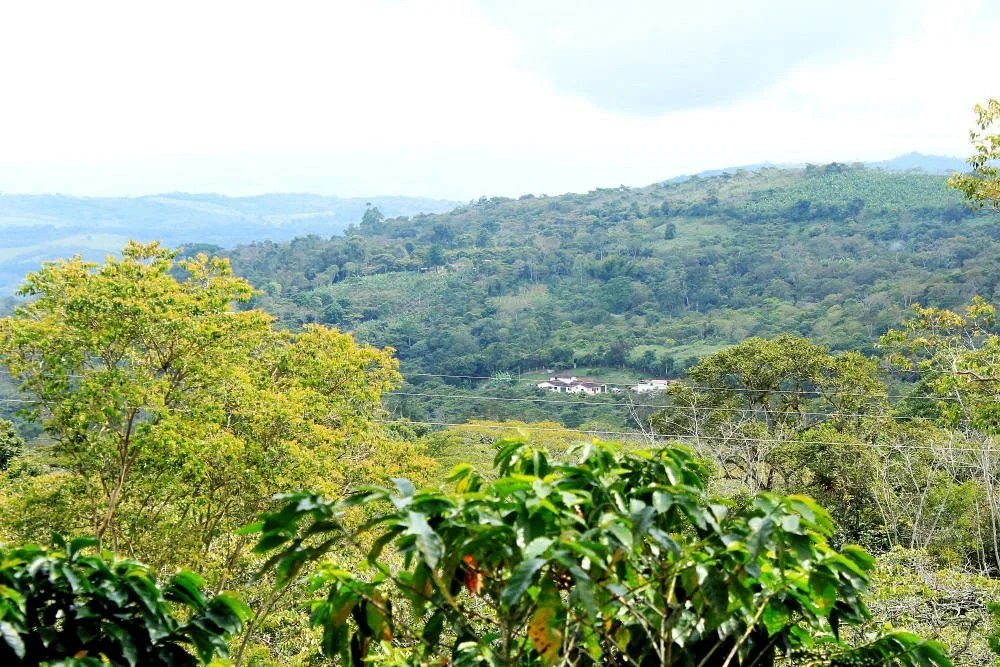 Finca Los Olivales