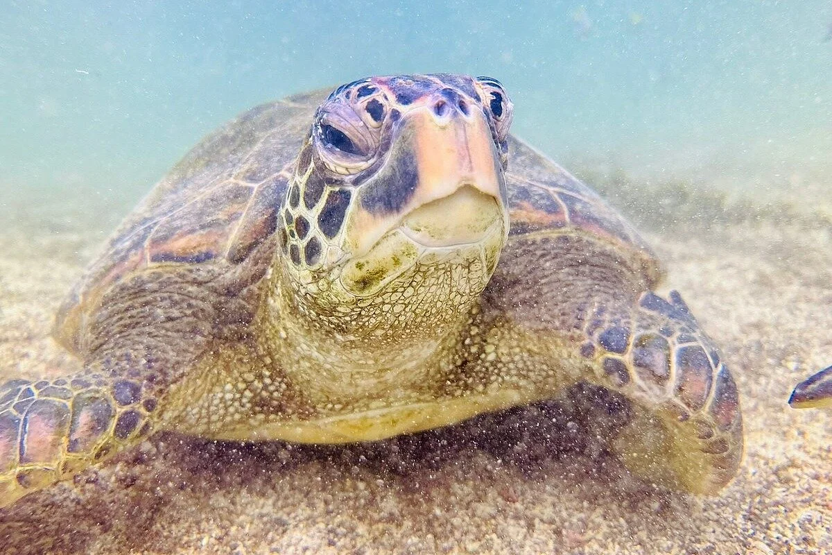 Howlanders Galápagos Islands - Isabela