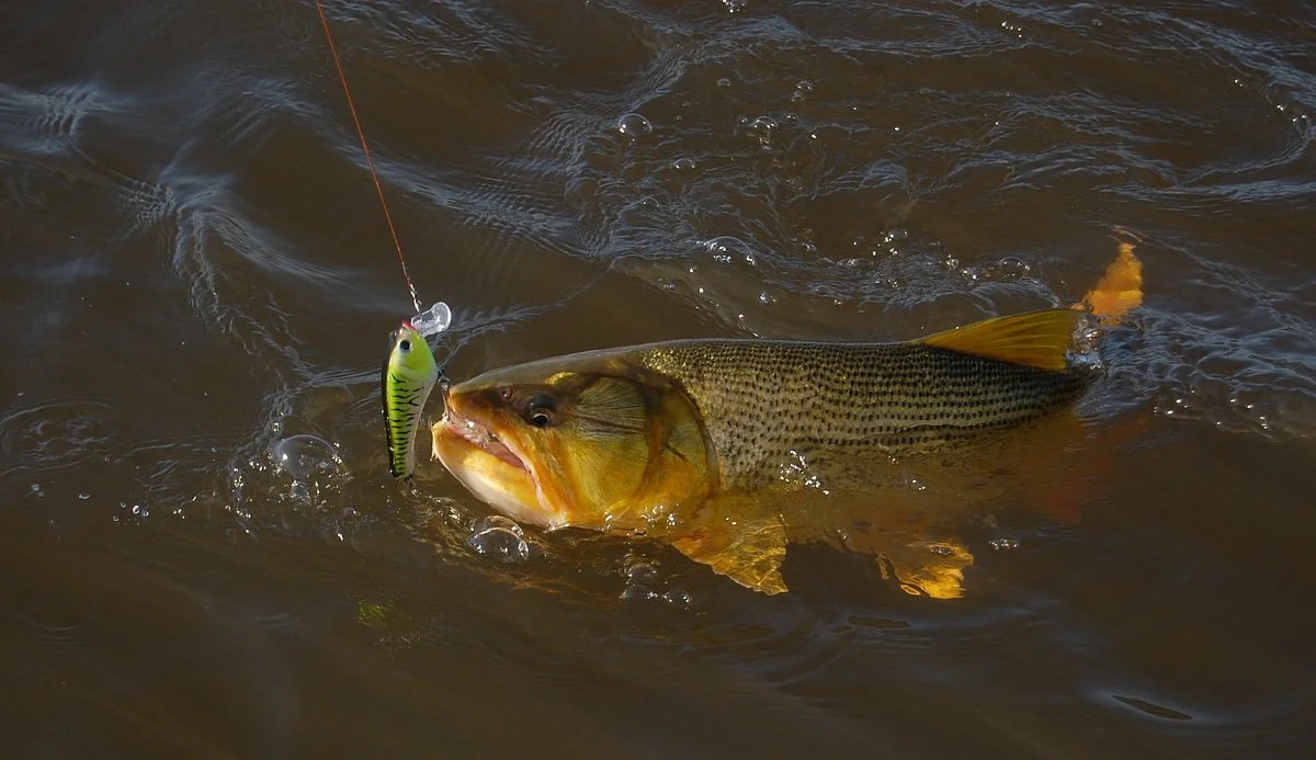 Argentina's Anglers