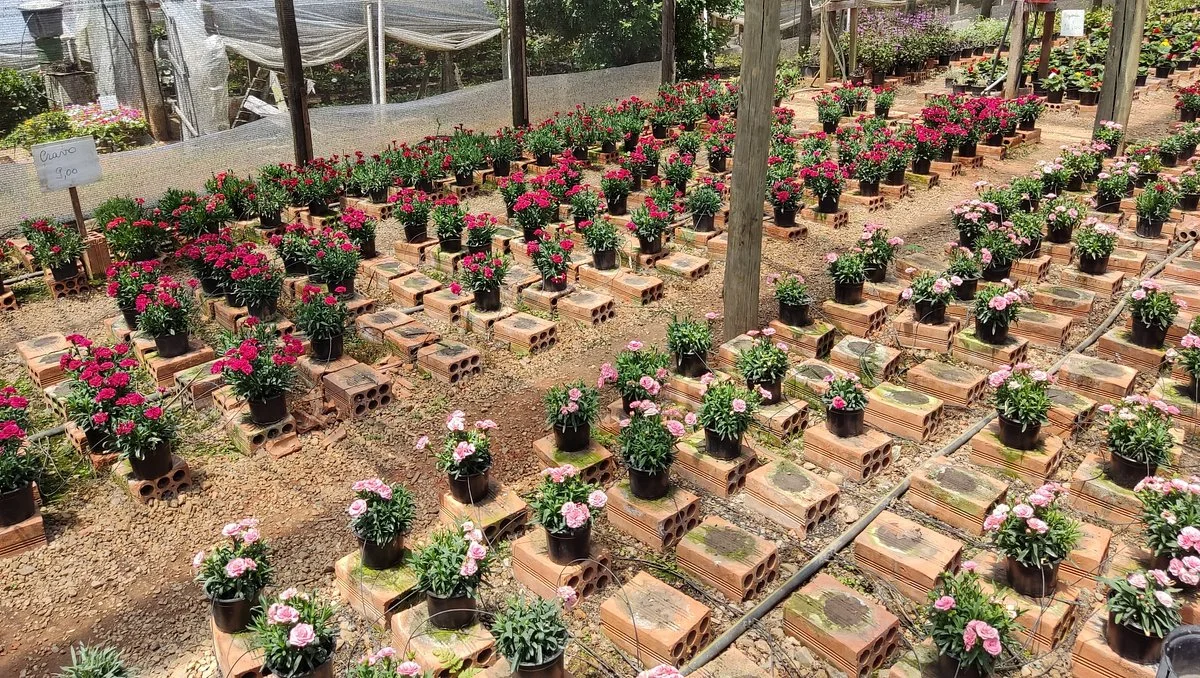 Chácara Das Flores Família Waenga