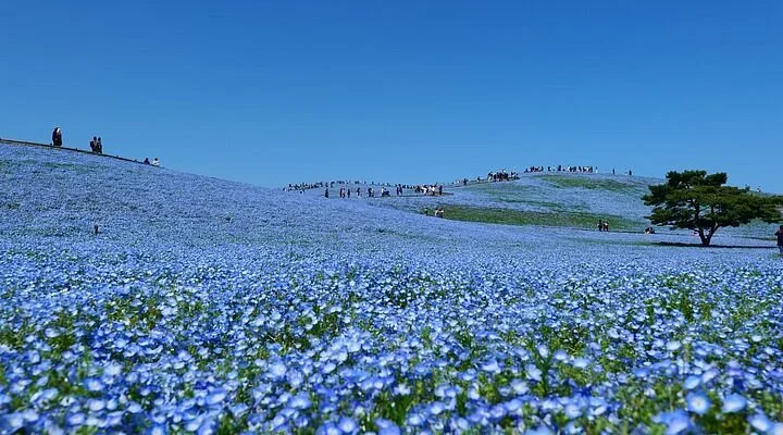 Fujito Strawberry Farm
