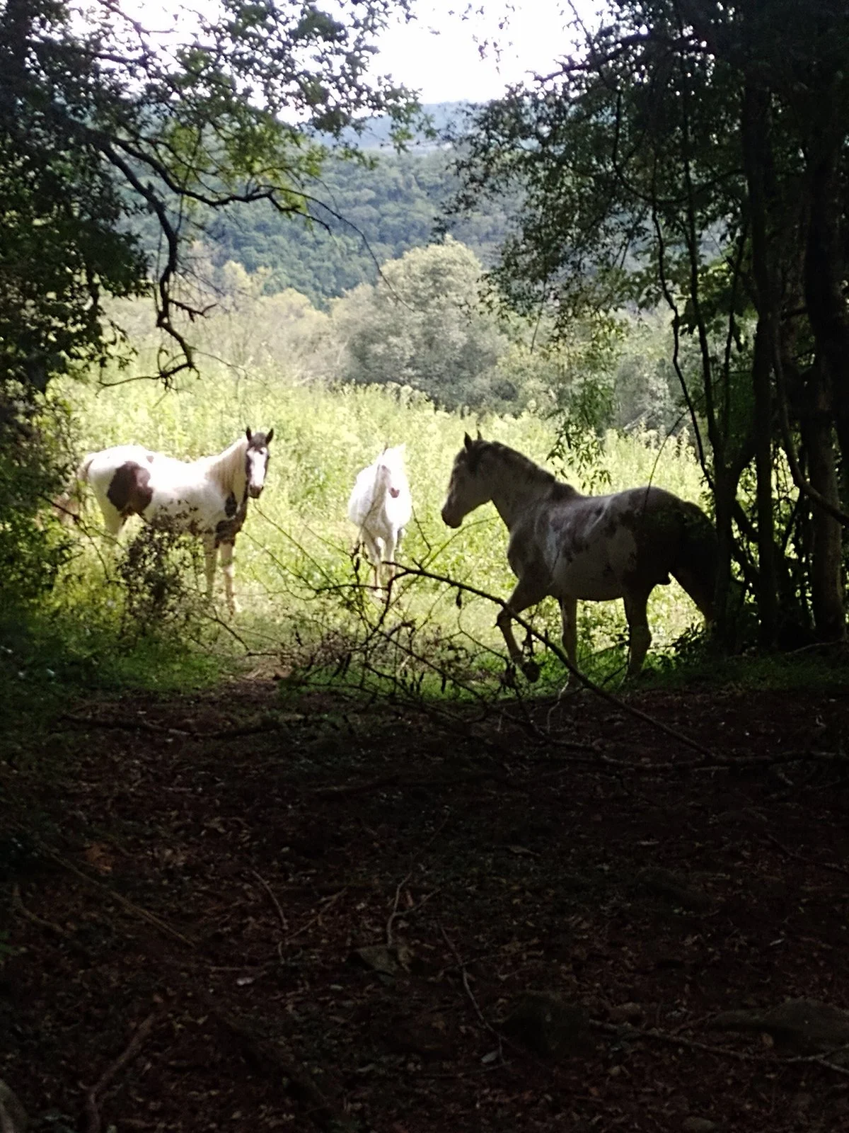Parque Zootrilhas