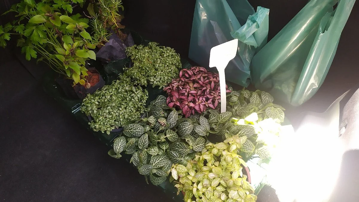 Videira Plantas Ornamentais