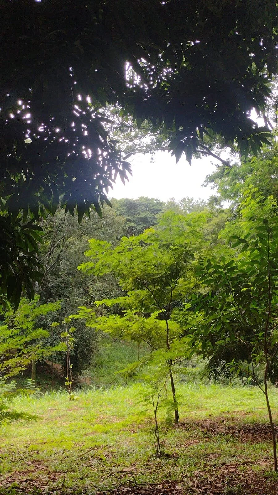 Bosque Manoel Jorge