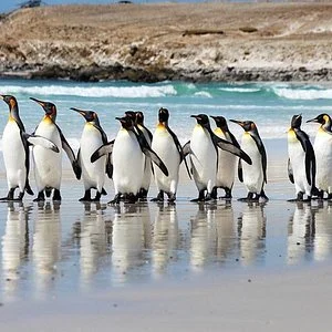 Falkland Islands Holidays