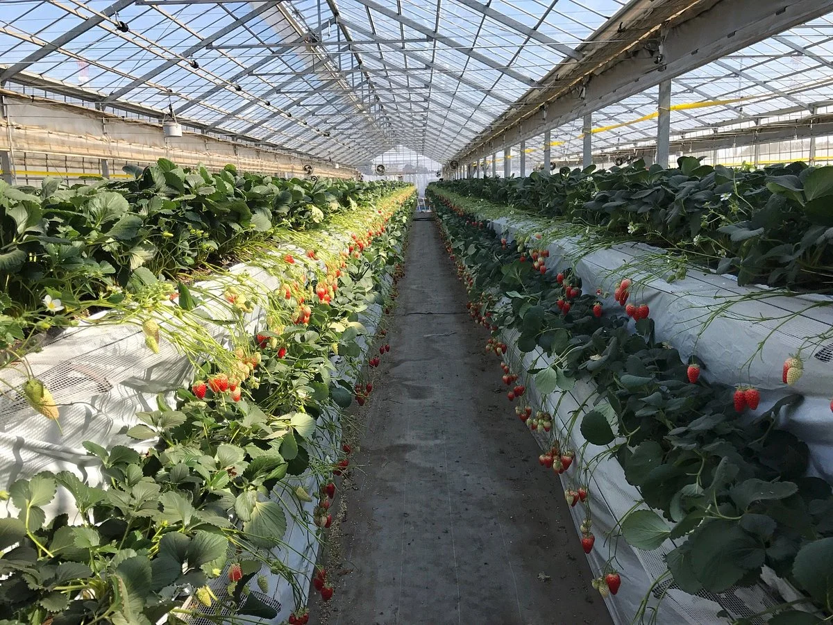 Sayama Berry Land