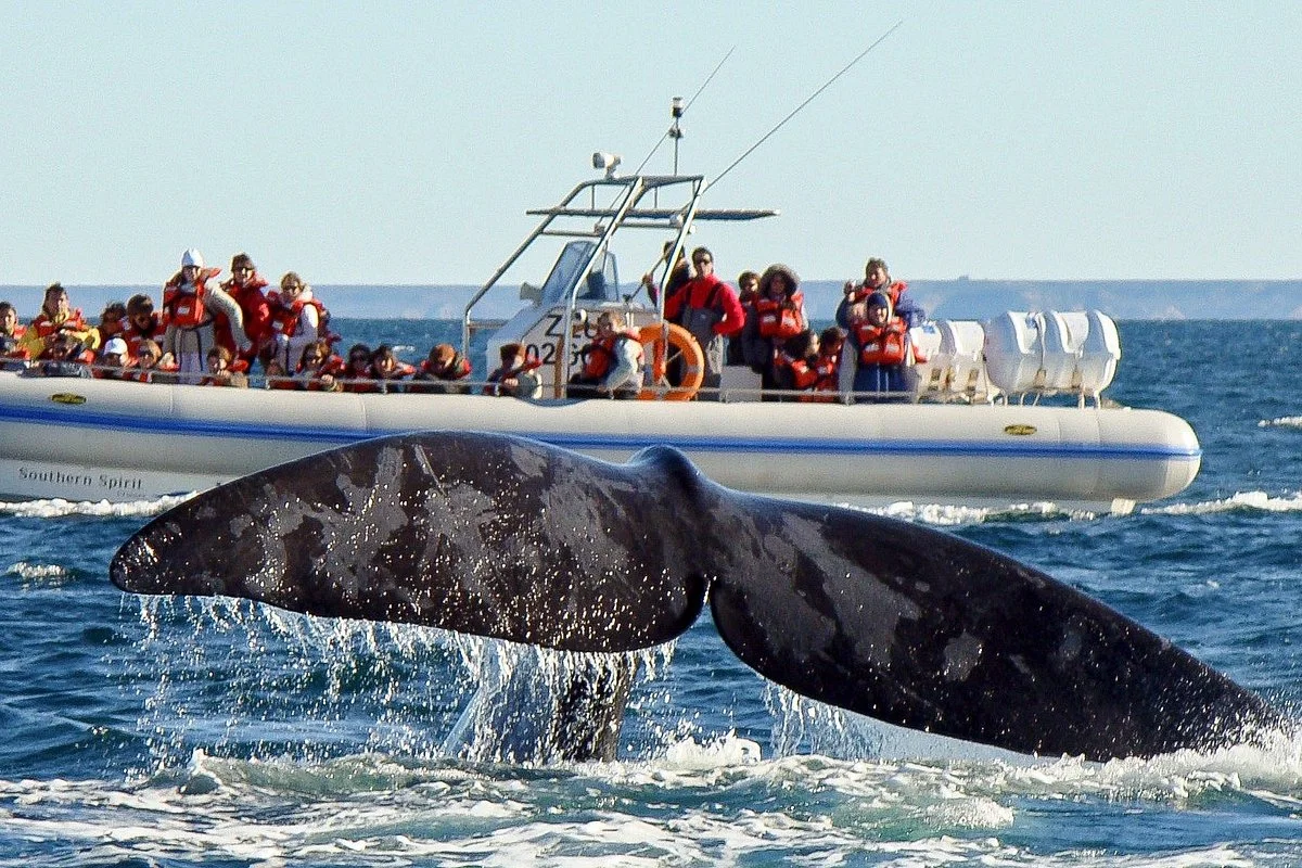 Puerto Madryn Tours by Say Hueque