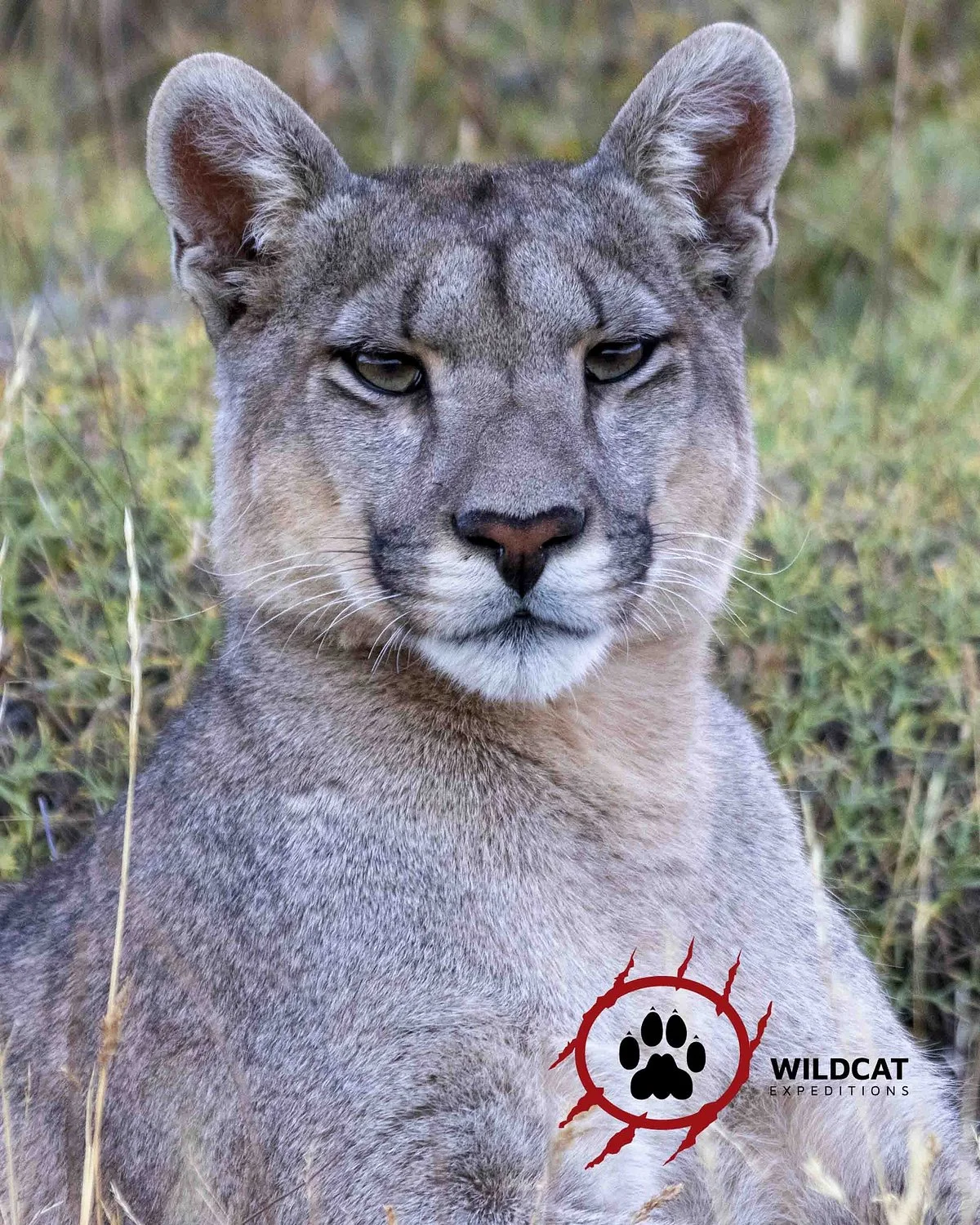 Wildcat Expeditions