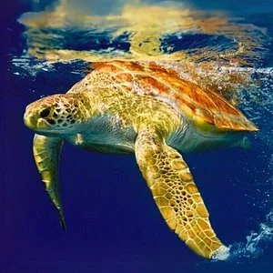 Wakebahia