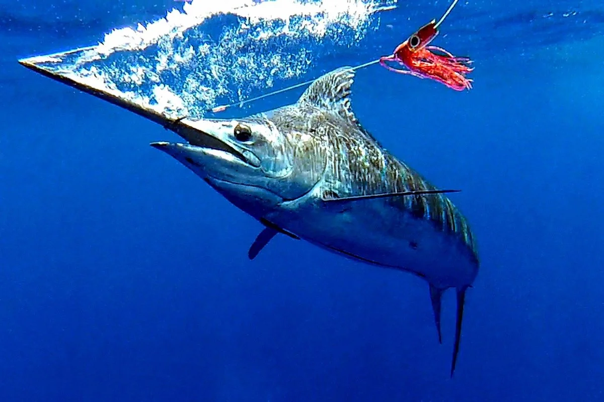 Bahia Sportfishing Ltda