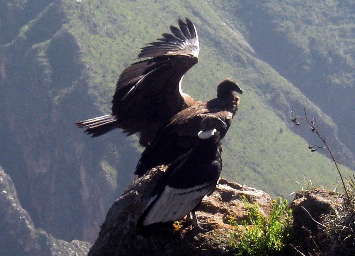 A Colca Tours Peru
