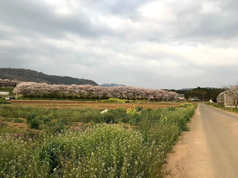 Hitatoribaru Orchards