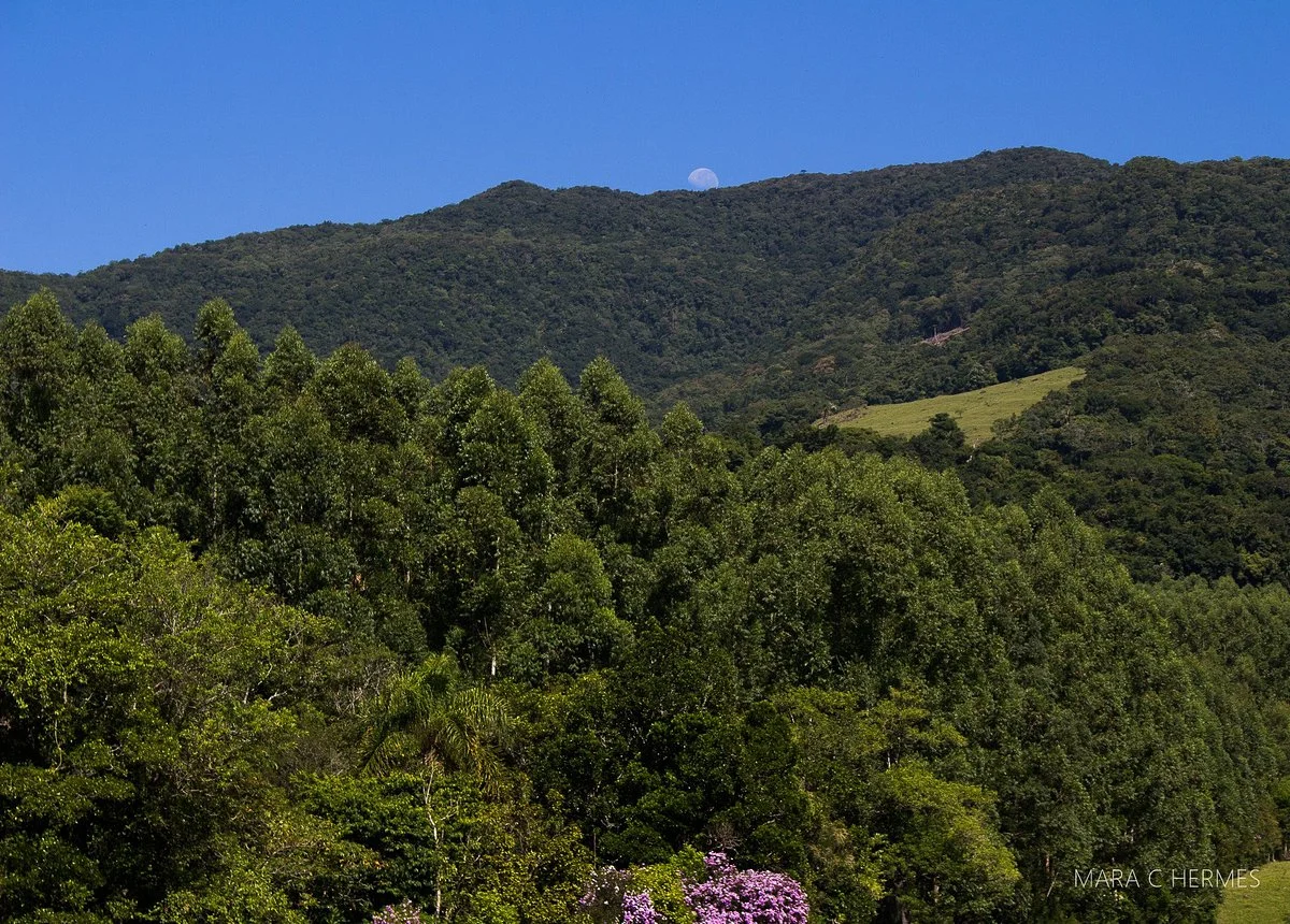 Reserva Biologica Mata Paludosa