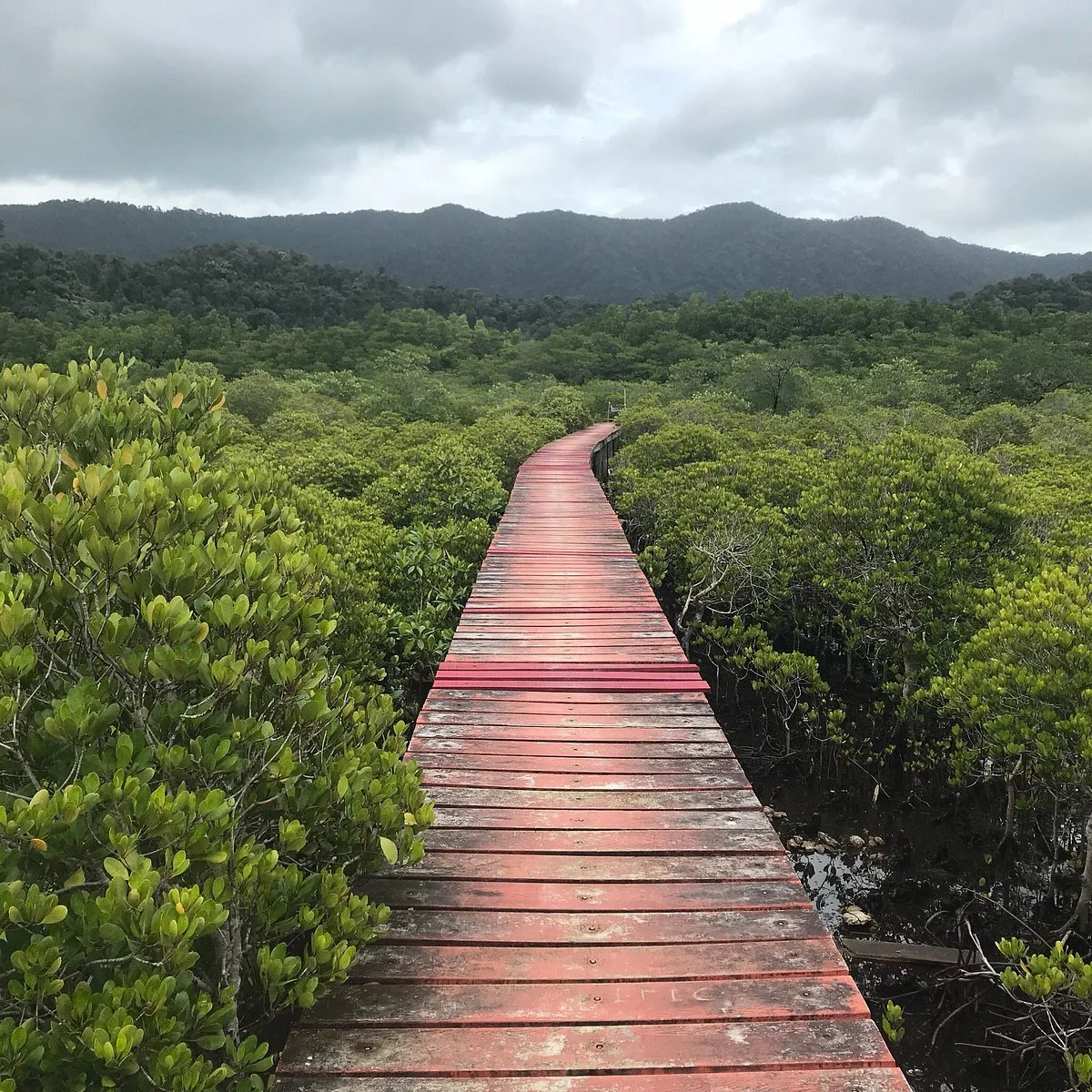 Salakphet Mangrove Walkway