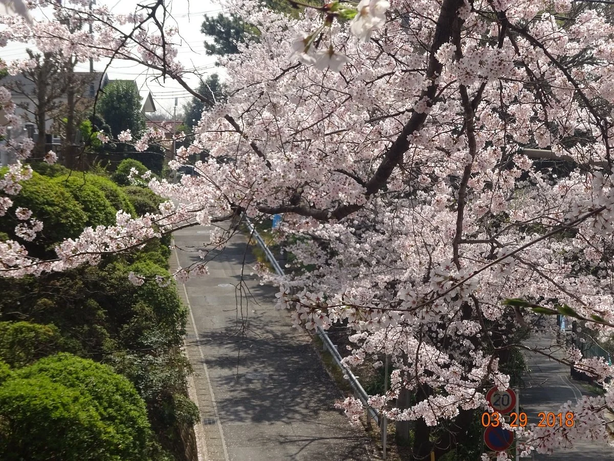 Nogiku No Haka Bungaku Hi