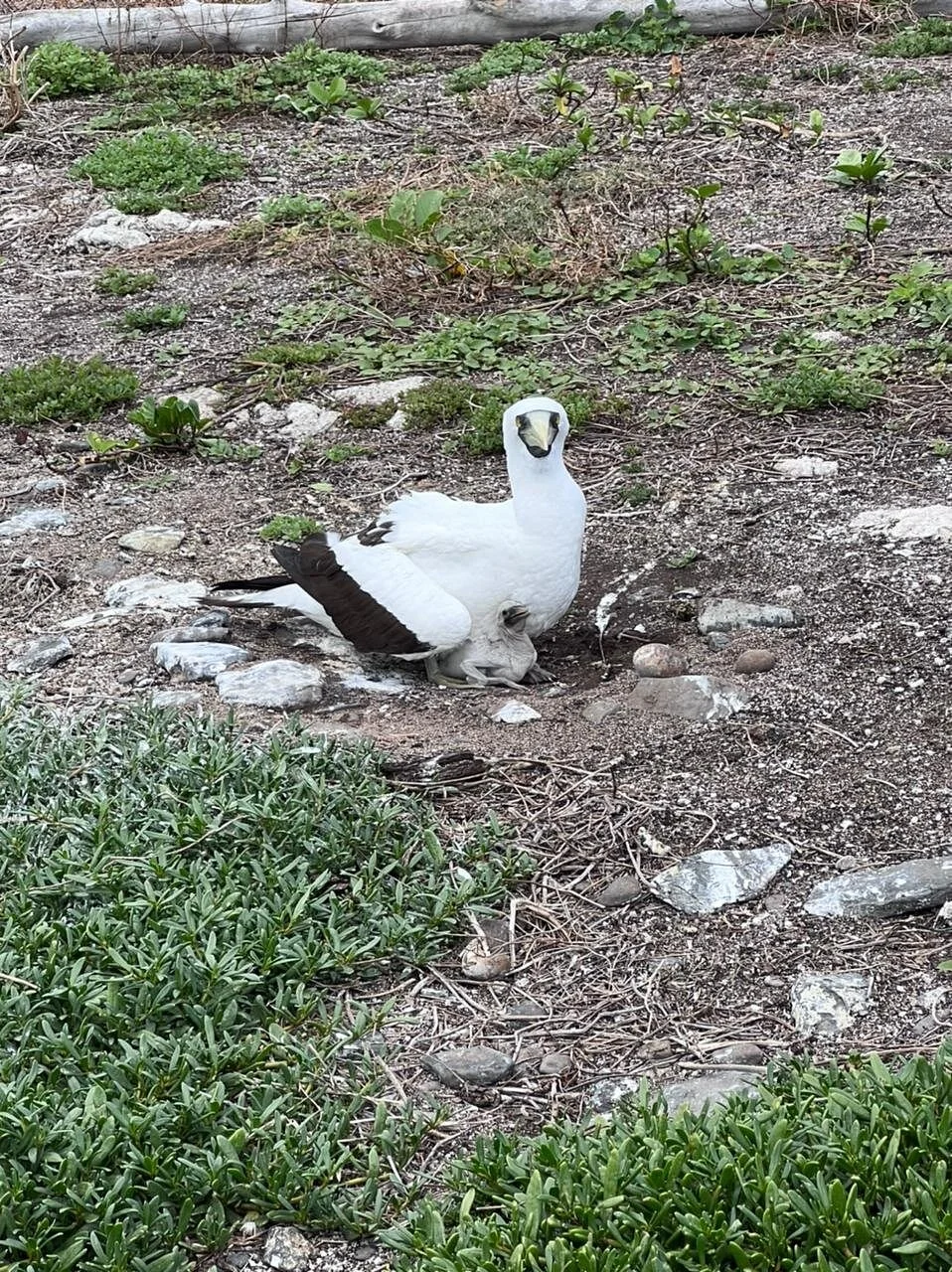 Abrolhos Embarcacoes