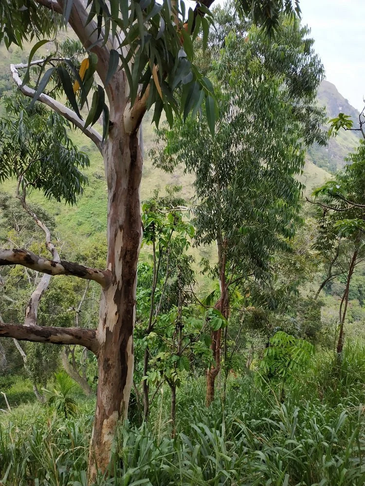 Kelani River