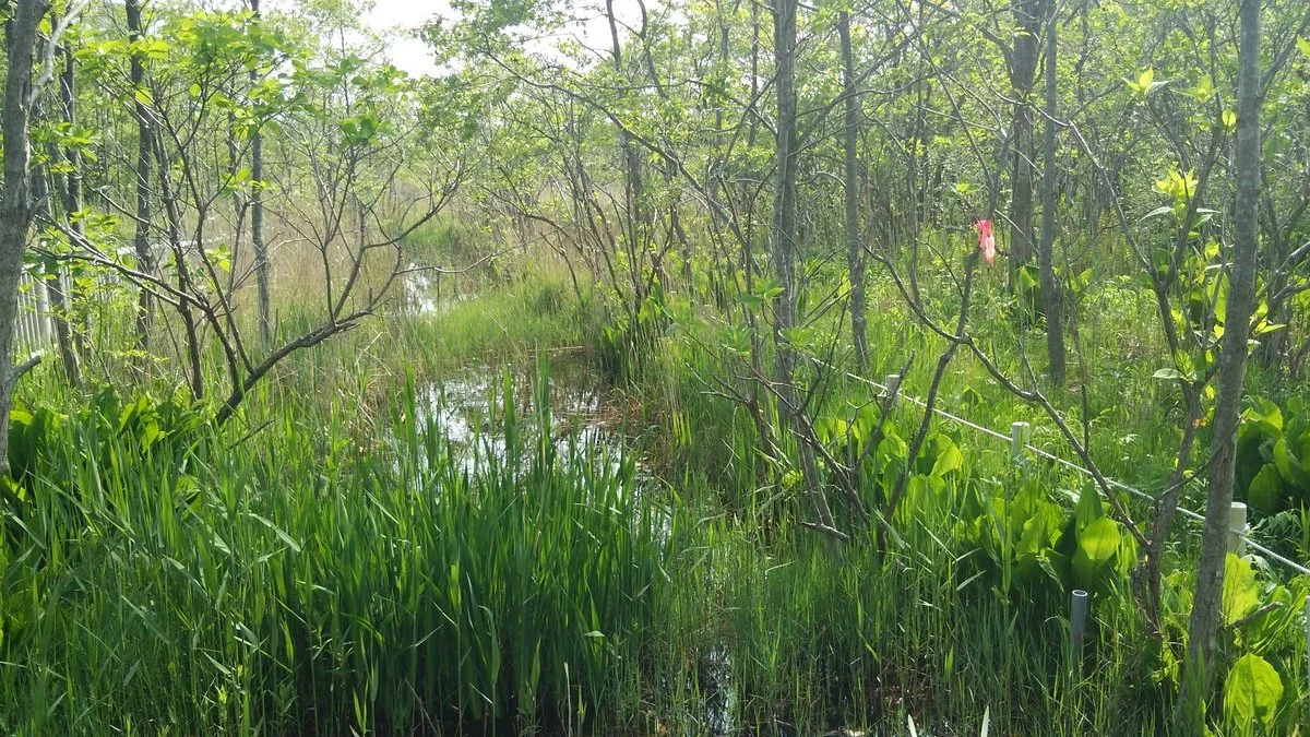 Kiushito Wetland