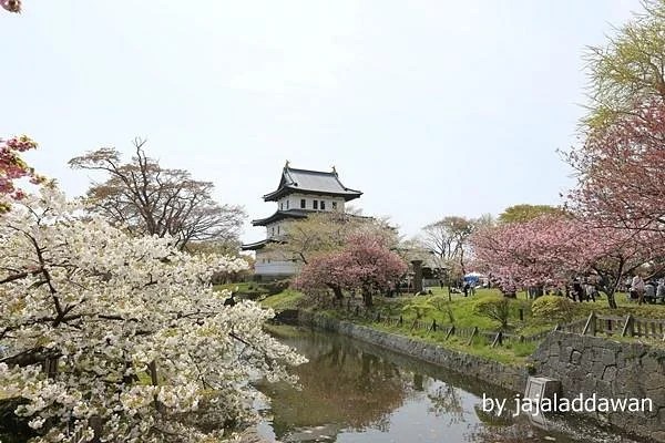 Matsumae Cherry Blossom Festival