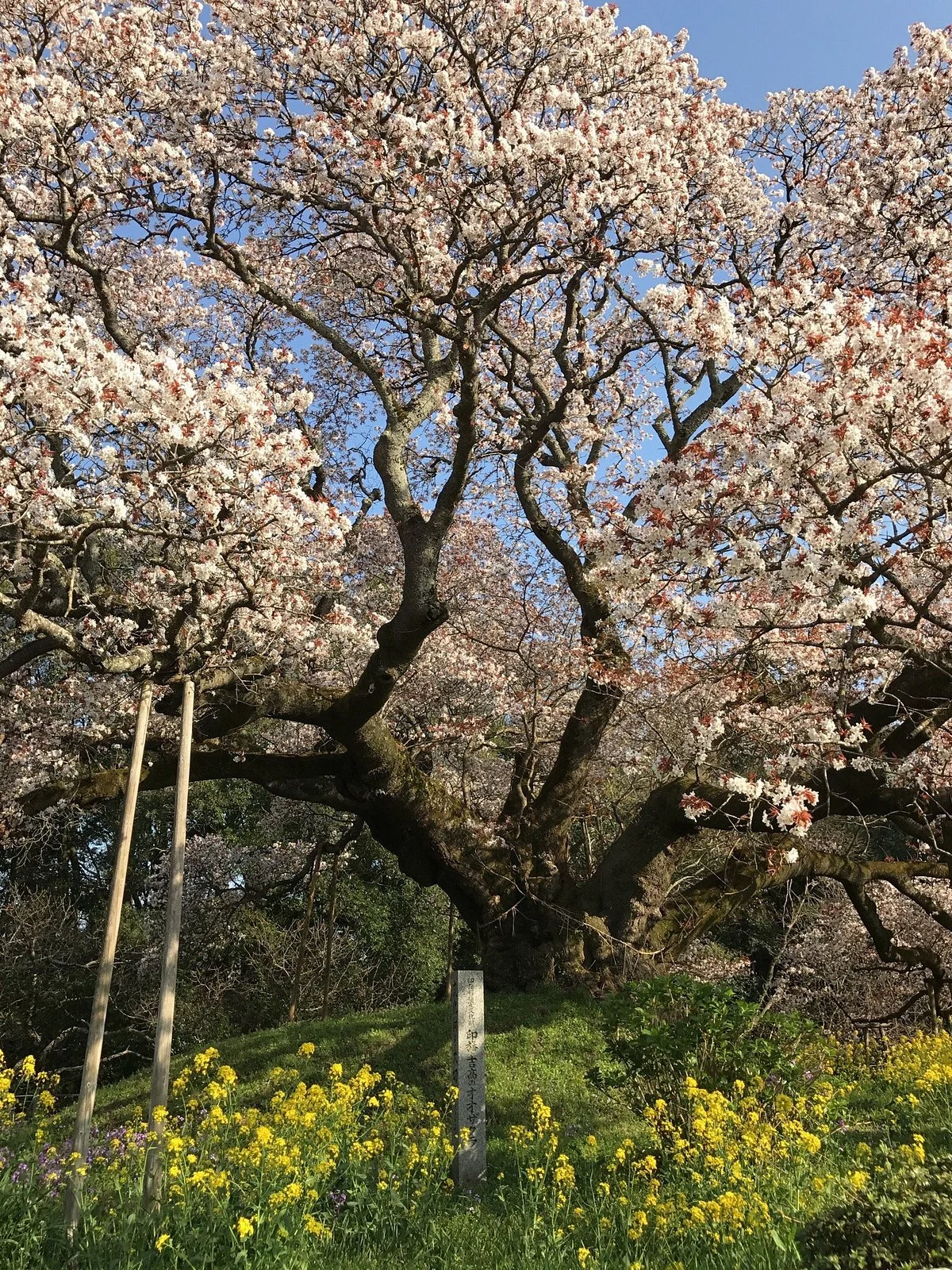 Yoshitaka no Ozakura