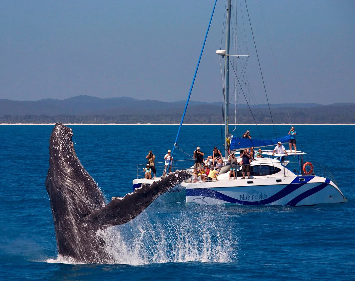 Blue Dolphin Marine Tours
