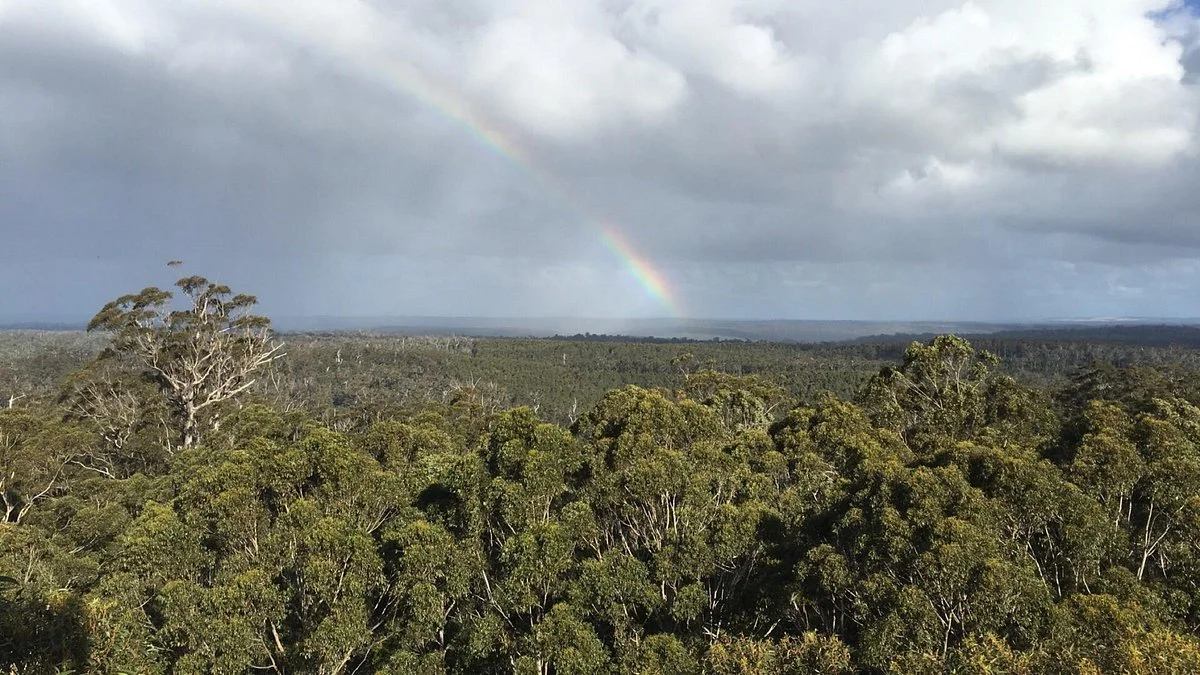 Gloucester Tree