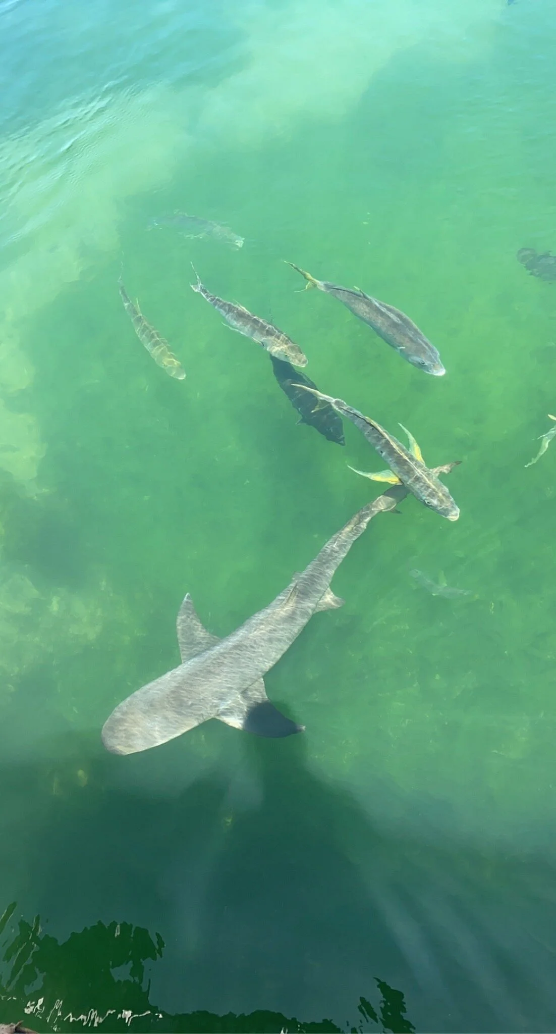 Ocean Park Aquarium