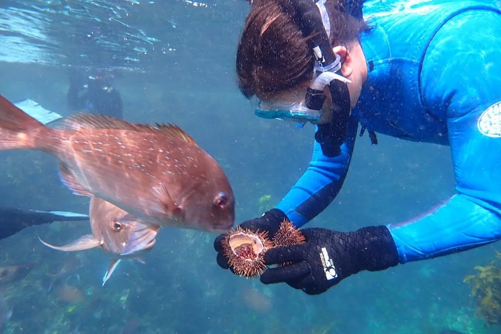 Bay of Islands Snorkelling Ltd