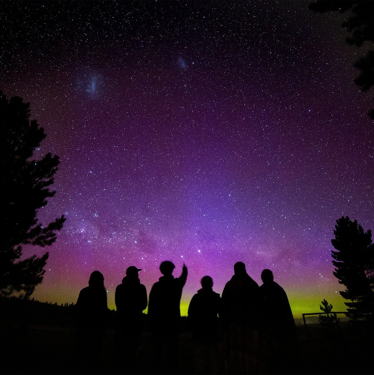 Chameleon Stargazing