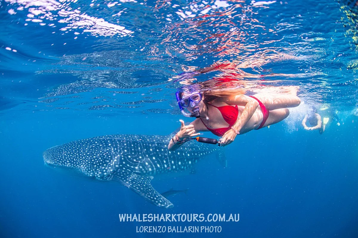 Ningaloo Whaleshark n Dive