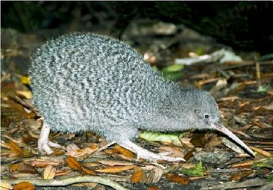 Kapiti Island Nature Tours