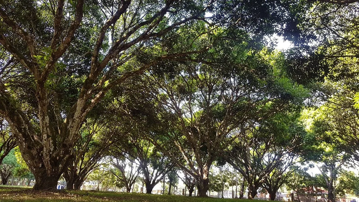 Oro Verde Mango Plantation