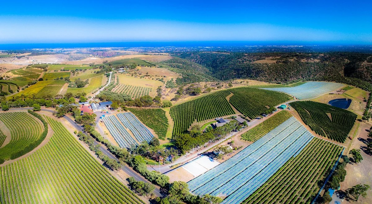 Chapel Hill Winery