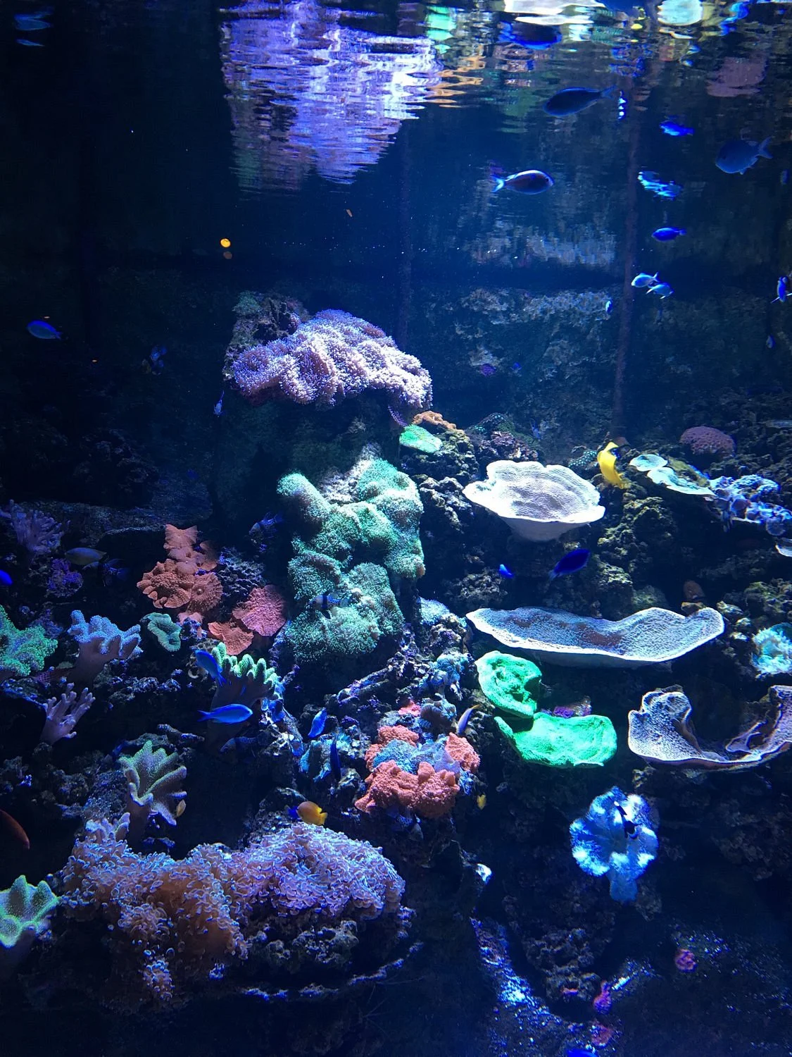 SEA LIFE Sunshine Coast