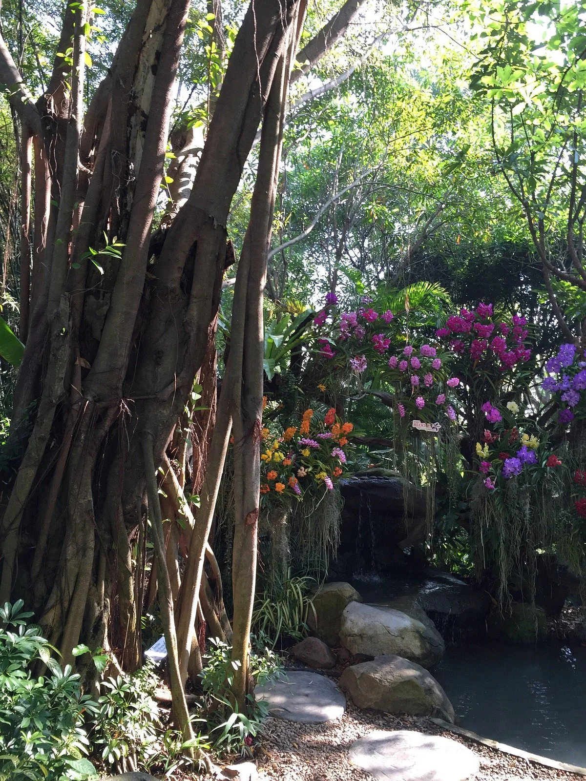 The Blooms Orchid Park