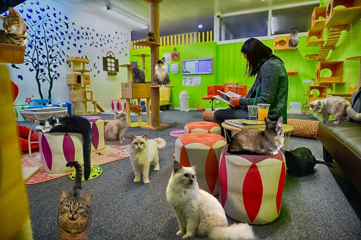 Fancy Meow Cat Cafe
