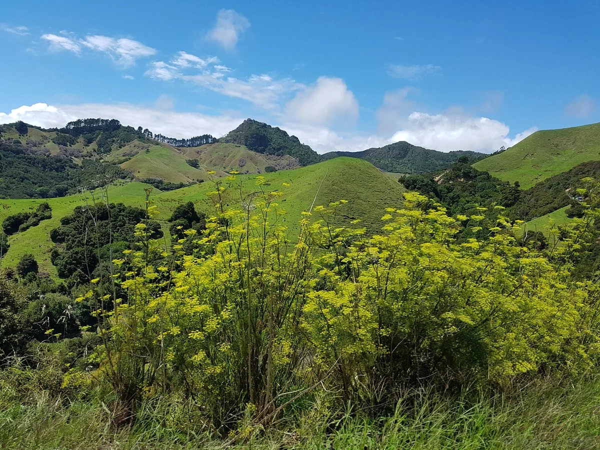 Coromandel Forest Park