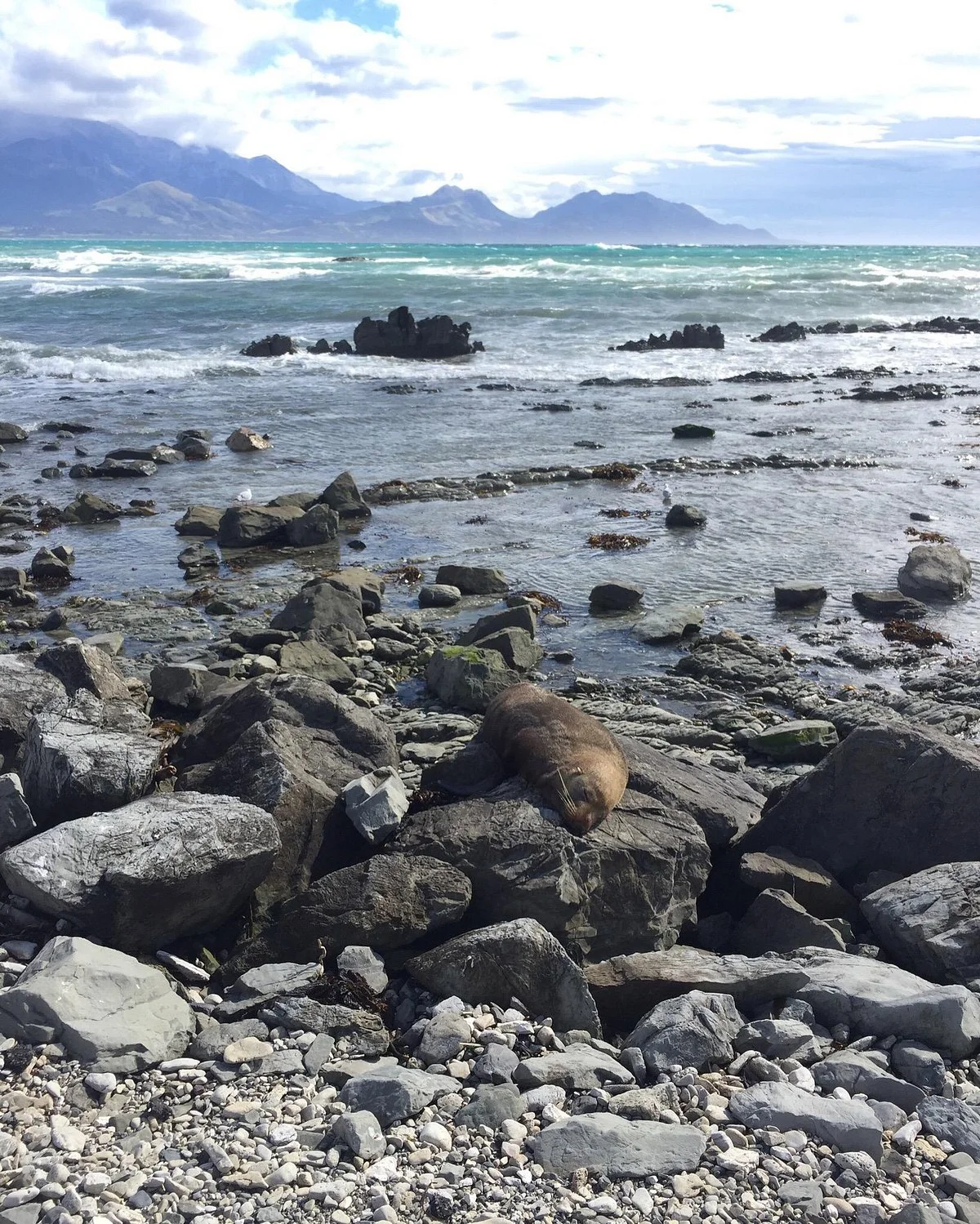 Peninsula Seal Colony